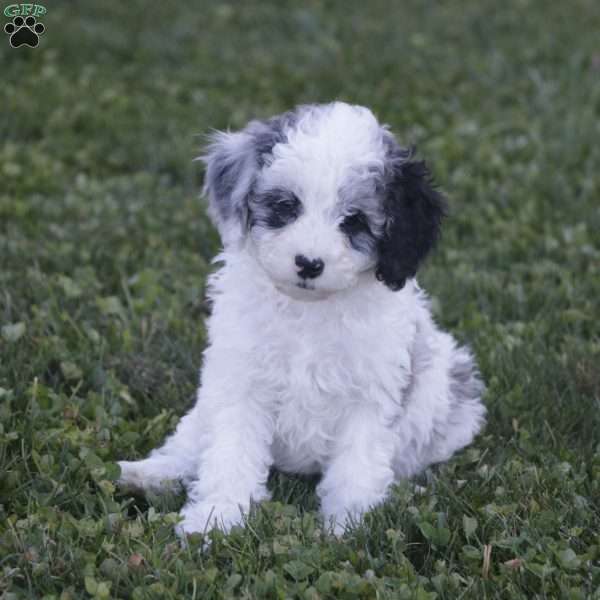 Kaci – F1b, Cavapoo Puppy